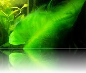 Alghe verdi filamentose